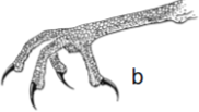 knowt flashcard image