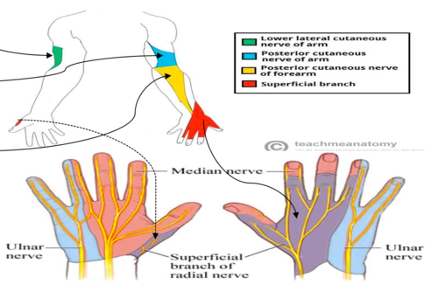 <p>- Dorsum of wrist</p><p>- Dorsum of thumb</p><p>- Lateral hand</p><p>- Dorsum of digits 1, 2, 3, to PIP</p>
