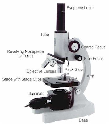 How do you find the total magnification of a compound light microscope?