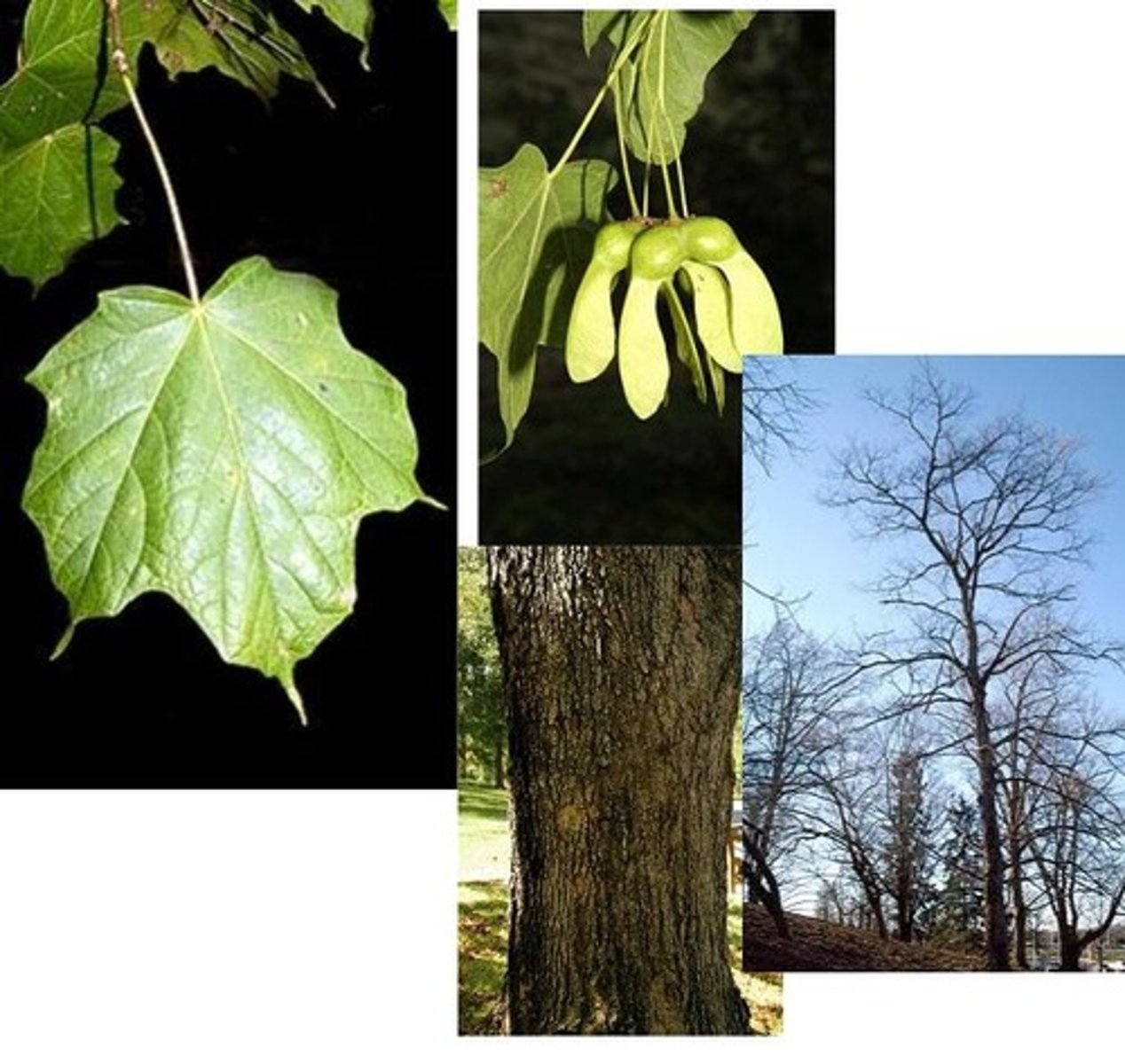 <p>black maple</p><p>Family: Sapindaceae</p><p>Distinguish:</p><p>- Sticks are dark black</p><p>- Giant 3 lobed, pointy leaves</p><p>- long petiole, making leaves droop</p><p>- V-shaped samara in the Fall</p><p>Site info:</p><p>- Wet locations</p>