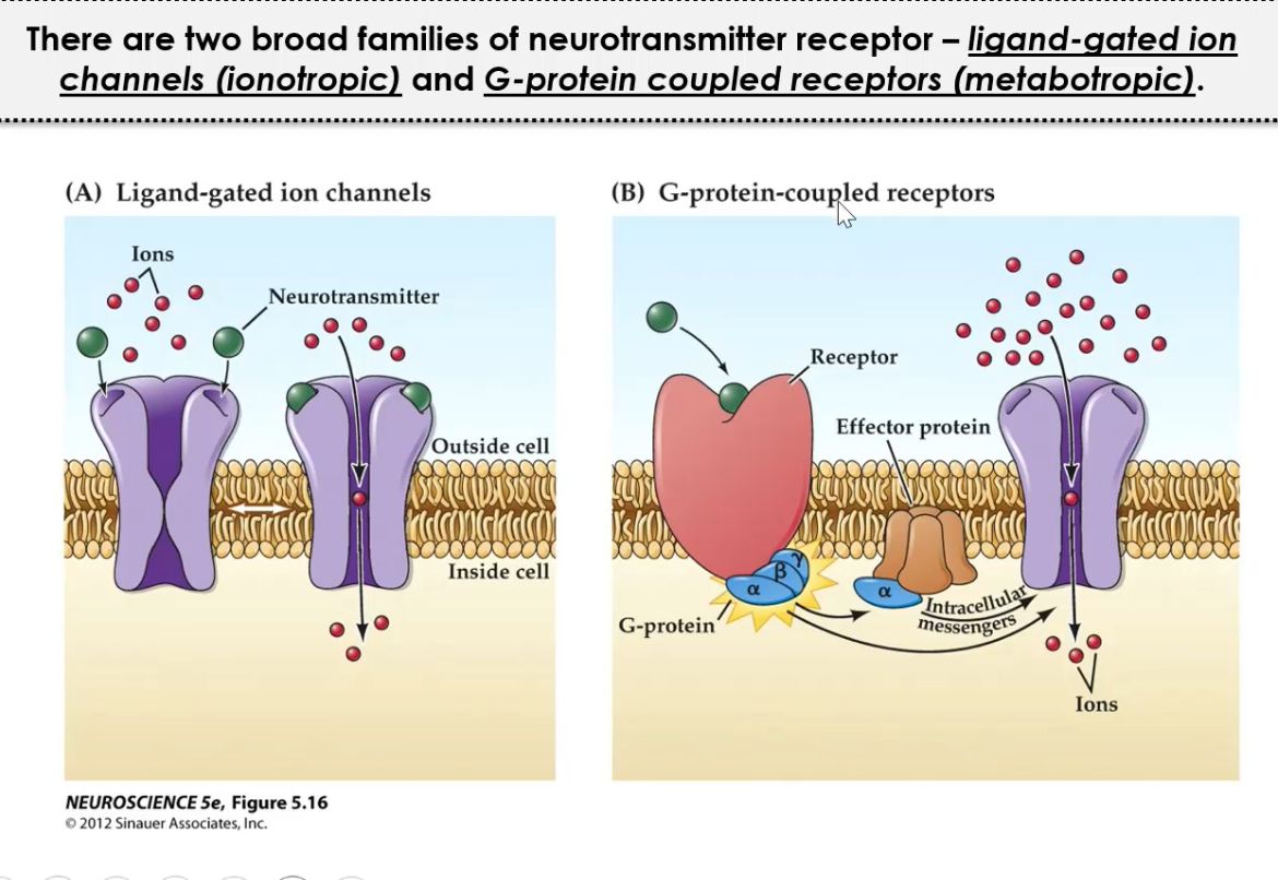 <p><span>1.	Ionotropic (ligand-gated ion channels):</span></p><p class="p2"><span>AMPA, NMDA, Kainate</span></p><p class="p1"><span>	</span></p><p class="p1"><span>2.	Metabotropic (G-protein coupled):</span></p><p class="p2"><span>mGluR Groups I, II, III</span></p><p class="p3"></p><p class="p2"><span>Ionotropic receptors mediate fast EPSCs; metabotropic receptors modulate excitability and plasticity.</span></p>
