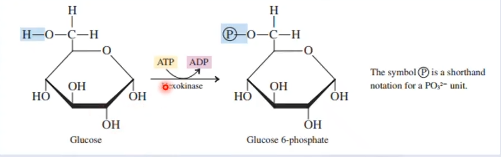<p>Formation of <strong>glucose-6-phosphate</strong><br>Endothermic reaction catalyzed by <strong>hexokinase</strong><br>Energy needed is derived from ATP hydrolysis</p>