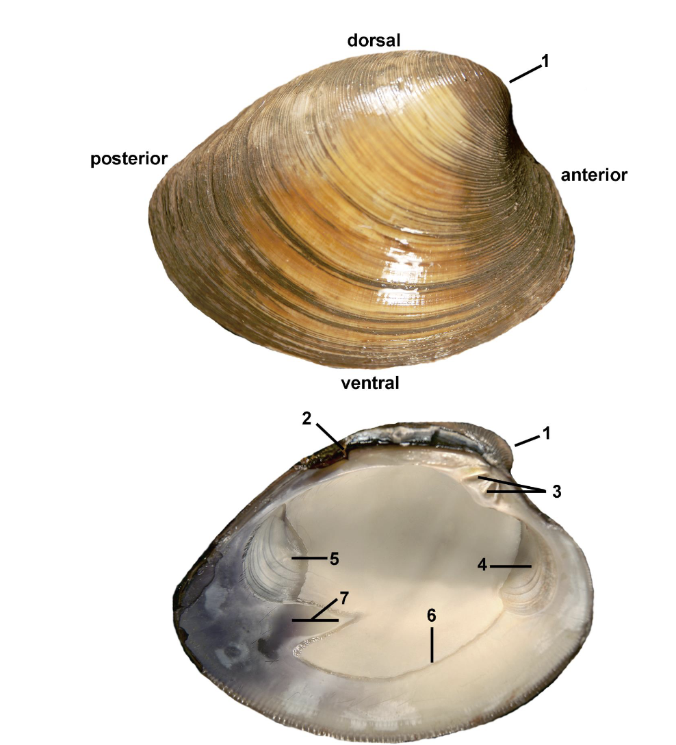 <p>Identify the labeled parts of this Venerida clam</p>