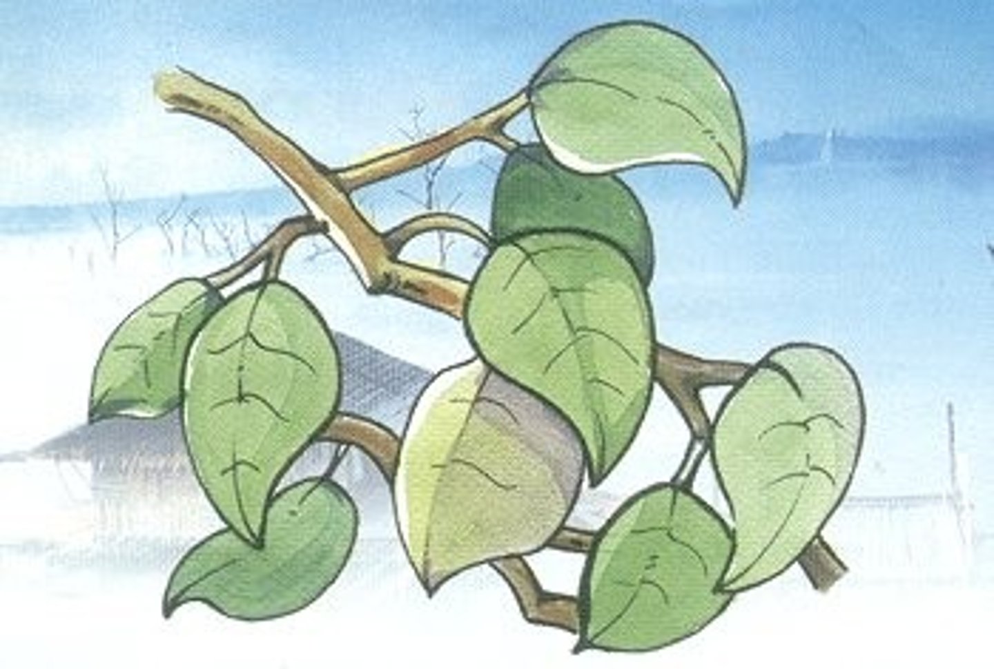 <p>บ ใบไม้</p><p>baw baimai (leaf)</p><p>[b / p] mid class</p>