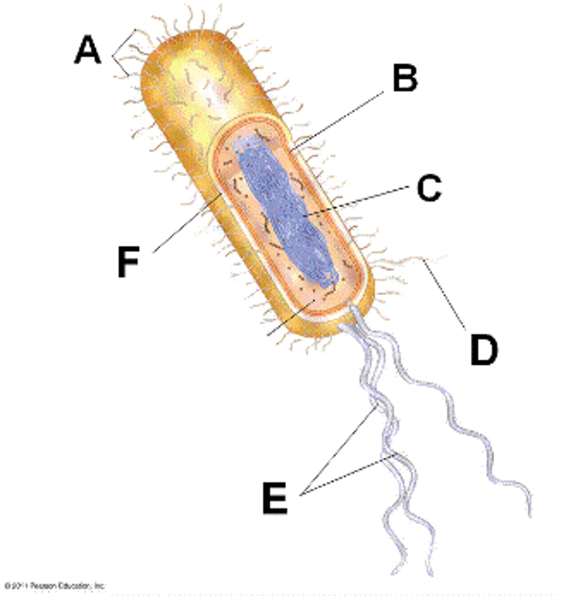<p>(A) short, many extensions of membrane-covered microtubules that move cell or materials past cell (ex. paramecium, trachea)</p><p>beating pattern like rowing</p>