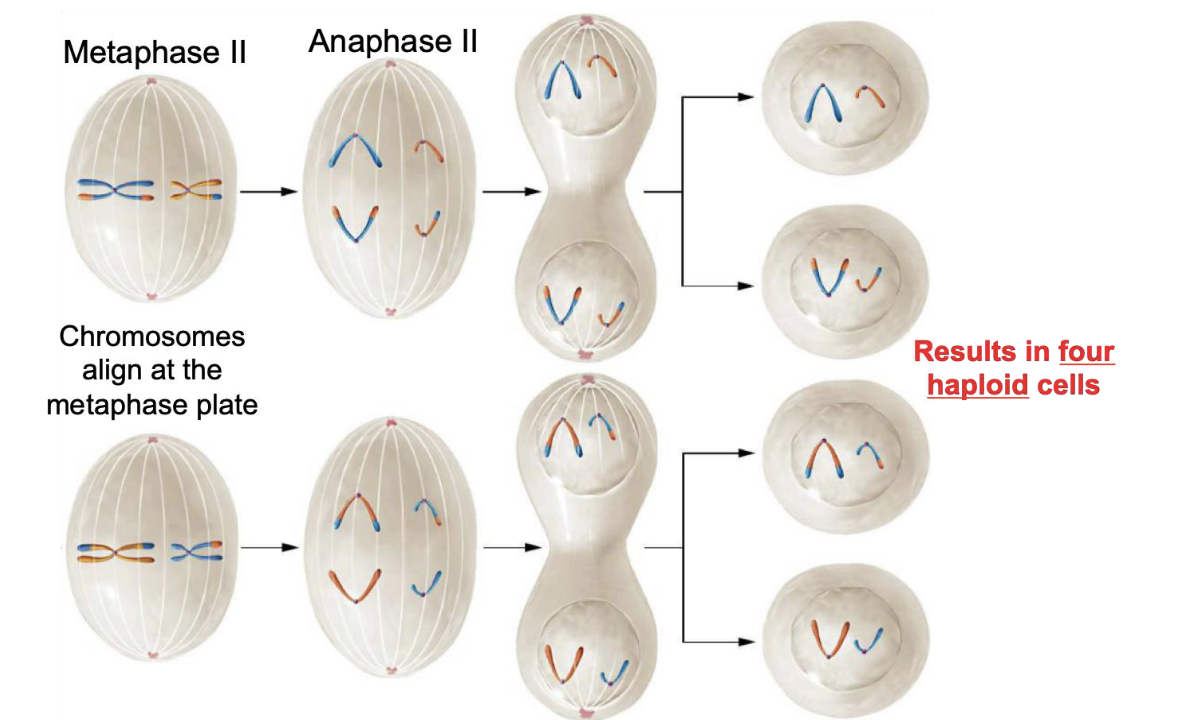 <p>Chromosomes gather at the two poles of the cell and the cell divides (cytokinesis) forming four unique haploid daughter cells</p>
