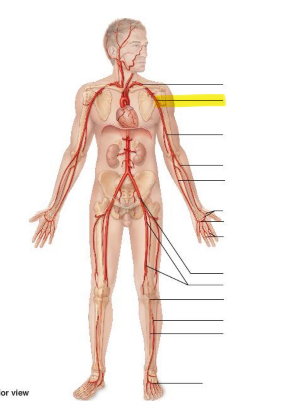 term image
