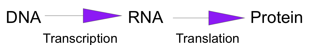 gene expression stages
