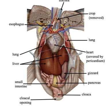 <p>pump blood throughout the body via blood vessels</p>