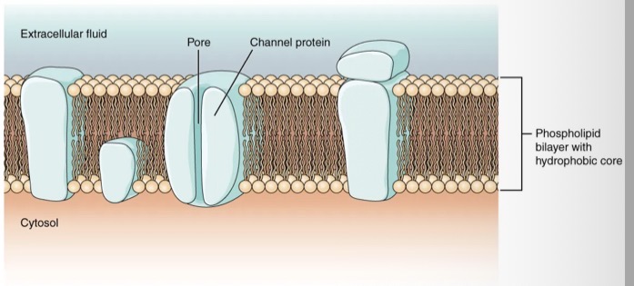 <p>what are properties of channel proteins ?</p>