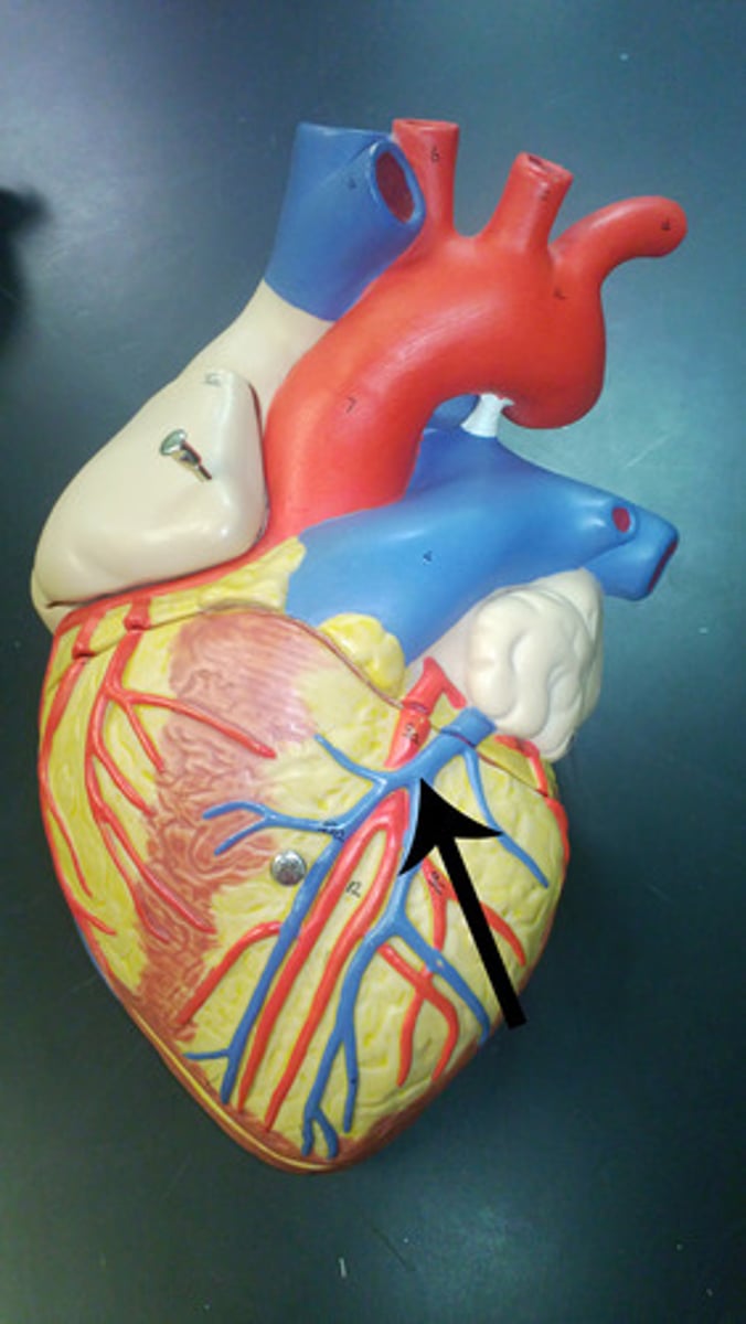 <p>Function: drains the anterior surface of both ventricles and most of the interventricular septum;</p><p>runs alongside the anterior interventricular artery</p>
