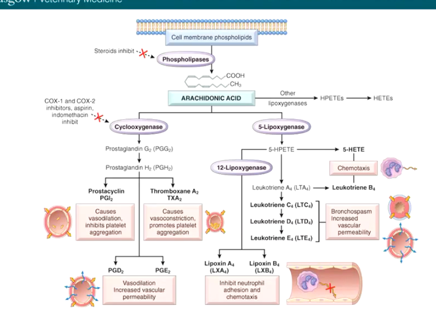 <p>Where in the inflammatory process do <strong>NSAIDs</strong> inhibit the effects of arachidonic acid?  What about <strong>corticosteroids?</strong></p>