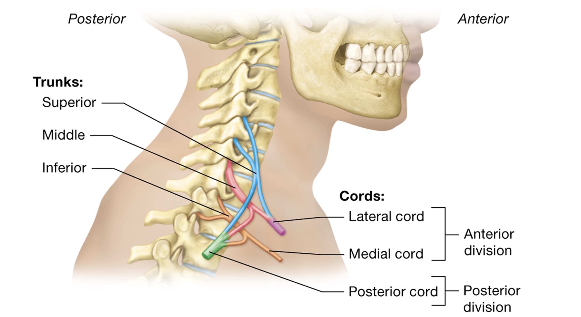 <p>Brachial plexuses</p>
