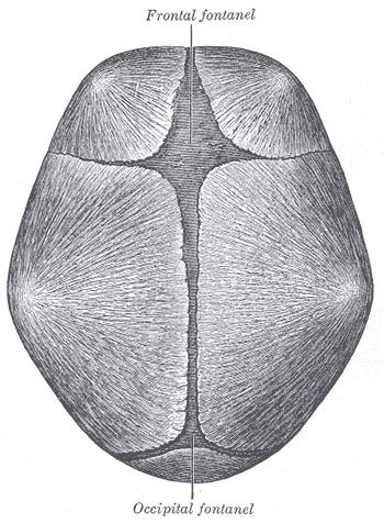 <p>The area between the parietal bones and the occipital bone</p>