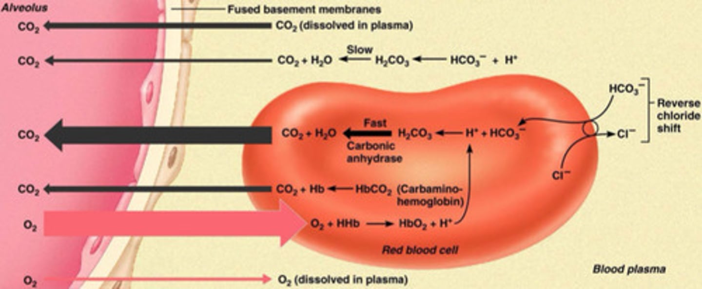 <p>O2 in the alveoli diffuse into the capillaries and most of it binds hemoglobin and a bit of it dissolves into the plasma</p>
