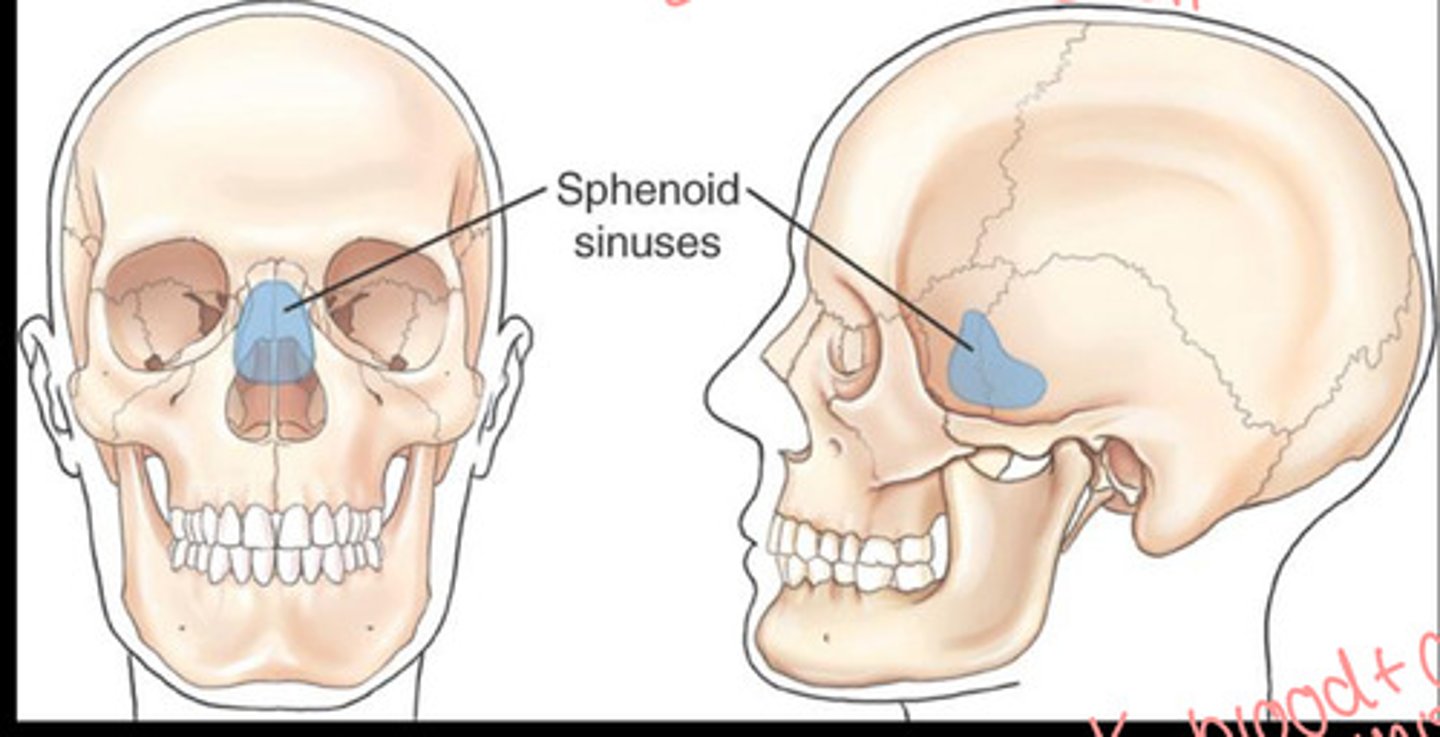 <p>Below the sella turcica</p><p>at the base of the skull</p>