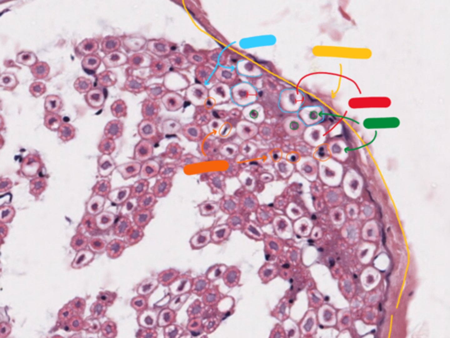 <p>orange - NOTE: ONLY WHEN CELL IS TOUCHING MYELIN</p><p>(nerve in cross section)</p>
