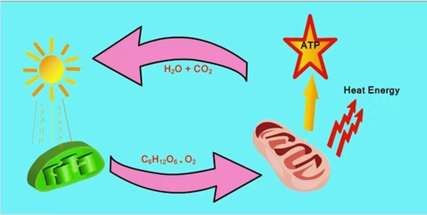 <p>The process by which green plants and some other organisms use sunlight to synthesize foods with the help of chlorophyll.</p>