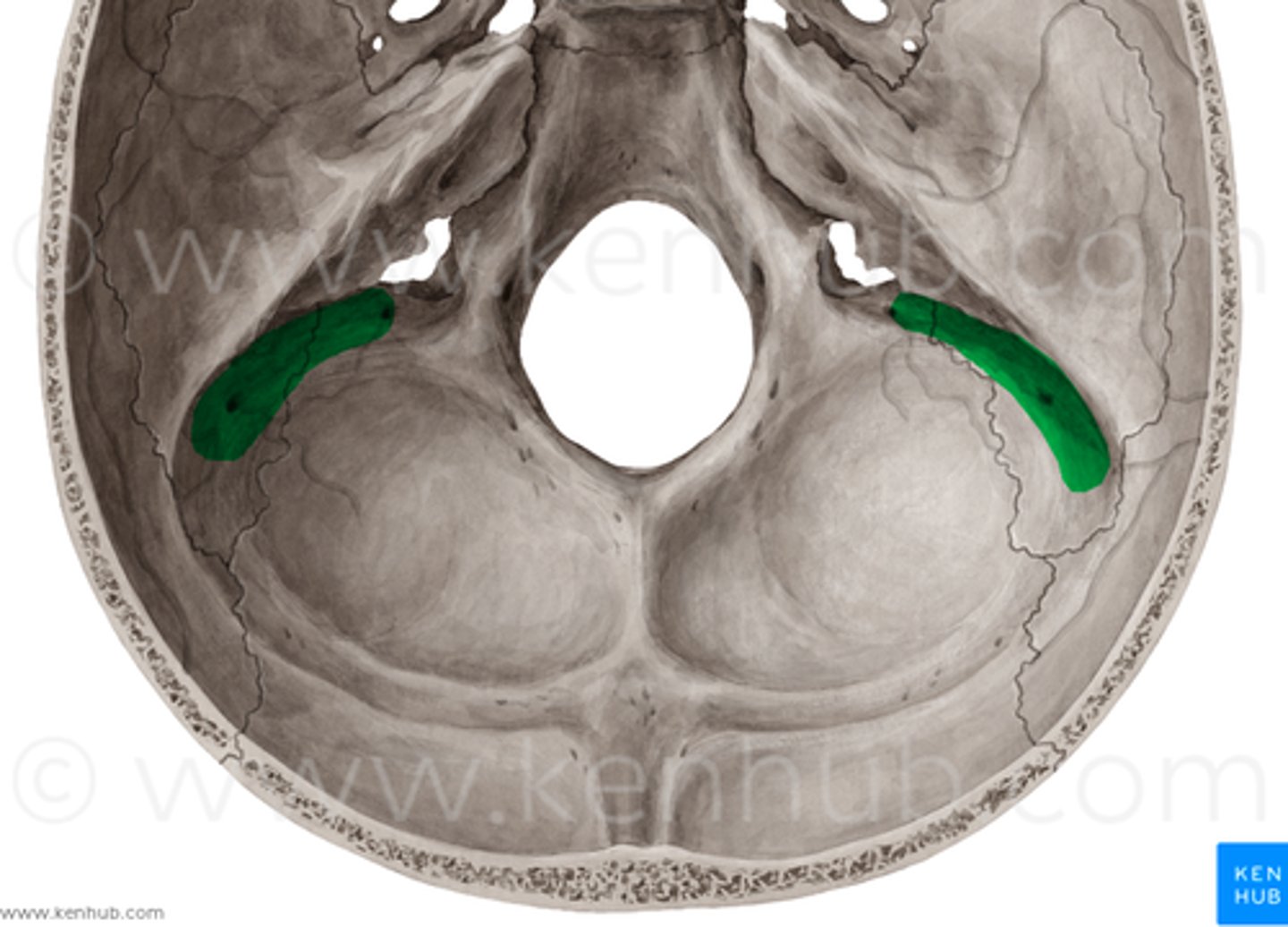 <p>houses sigmoid sinus</p>