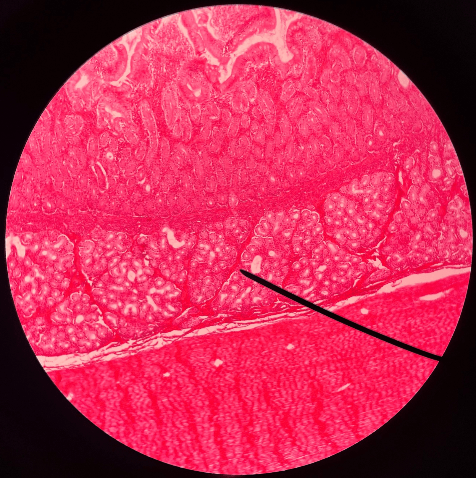 • Slide histology of the duodenum.

• Located in the submucosa layer of the duodenum.

• Produces mucus to protect the intestinal lining from stomach acid.