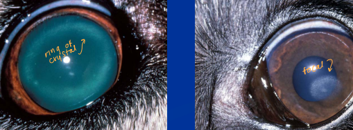 <p><span style="background-color: transparent;"><strong><span>Corneal Dystrophy and Degeneration </span></strong></span></p>