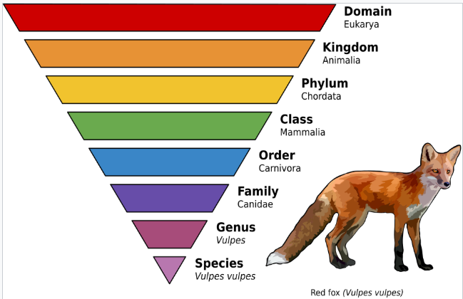 <p>The arrangement of species into groups based on shared characteristics.</p>