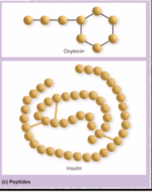 <ul><li><p>from chains of amino acids</p></li><li><p>secreted by pituitary &amp; HT</p></li><li><p>oxytocin, ADH, insulin, anterior pituitary hormones</p></li></ul><p></p>