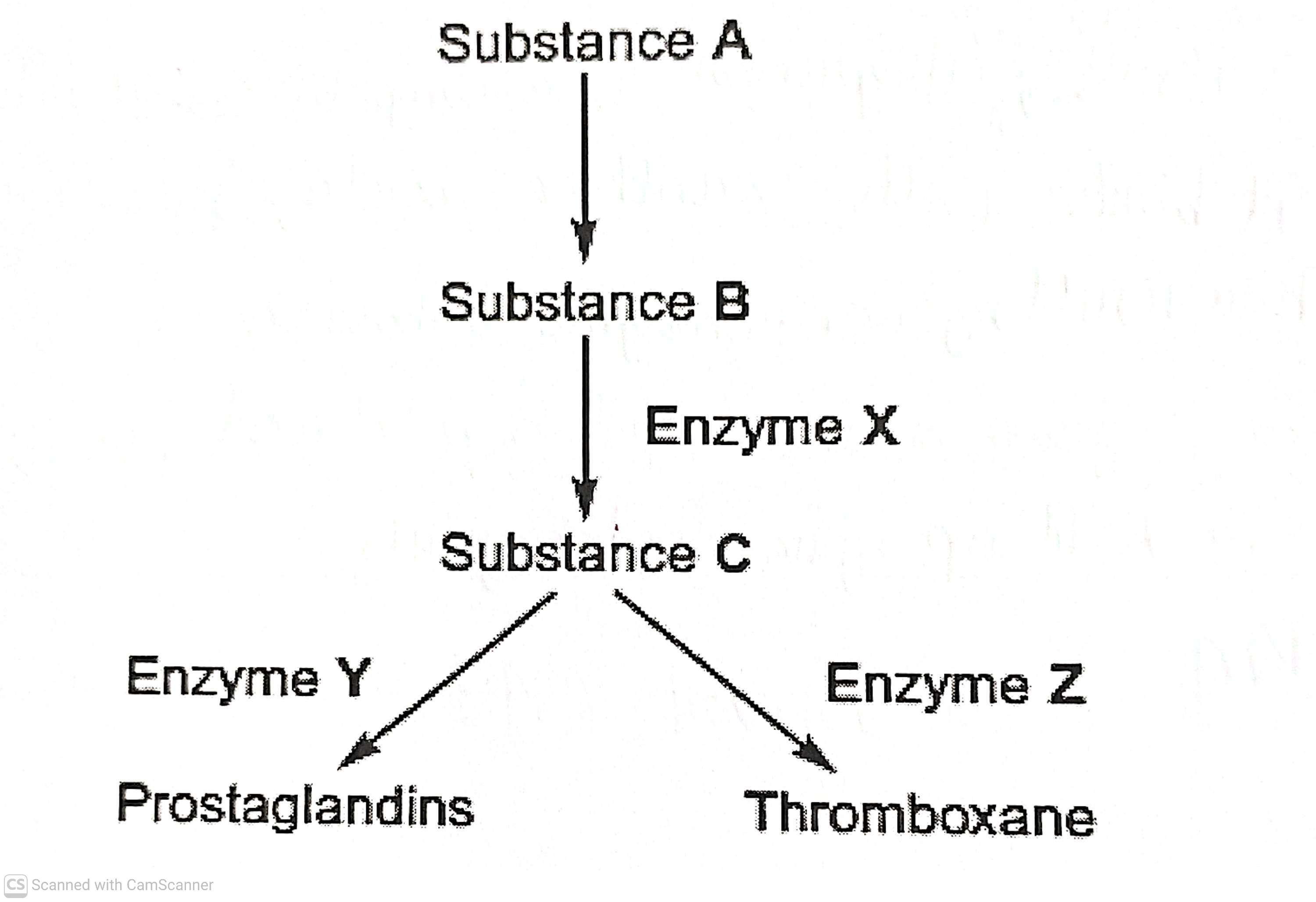 <p>Aspirin is a useful drug. One of its uses is to reduce fever and inflammation. Aspirin does this by preventing cells from producing substances known as prostaglandins. Prostaglandins are produced by an enzyme-controlled pathway. Aspirin works by inhibiting one of the enzymes in this pathway. Aspirin attaches permanently to a chemical group on one of the monomers that make up the active site of this enzyme.</p><p class="is-empty is-editor-empty has-focus"></p><p class="is-empty is-editor-empty has-focus"></p><p class="is-empty is-editor-empty has-focus"></p><p class="is-empty is-editor-empty has-focus">The enzyme involved in the pathway leading to the production of prostoglandins is also involved in the pathway leading to the production of thromboxane. This is a substance that promotes blood clotting. A small daily dose of aspirin may reduce the risk of myocardial infarction.</p><p class="is-empty is-editor-empty has-focus">The diagram shows the pathways by which prostaglandins and thromboxane are formed </p><p class="is-editor-empty has-focus">Which enzyme, X, Y or Z is inhibited by aspirin? Explain the evidence from the passage that supports your answer(2)</p>