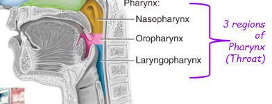 <p>Nasopharynx, oropharynx, and laryngopharynx.</p>