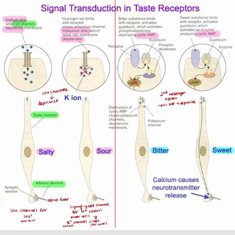 <p>Membrane receptors on apical microvilli</p><p>Variety of primary/second messenger mechanisms</p><p>-Depends on chemical type</p><p>Salty (<strong>Na+</strong>) and Sour (<strong>H+/K+</strong>): ion channels → depolarize</p><p>Bitter and Sweet: 2nd messenger system (cyclic AMP → depolarize)</p><p>*Receptor cells do <strong>not generate action potentials</strong>. Instead, it receives a stimulus that depolarizes it, pushing the vesicle out. It is not all-or-nothing but instead is proportional to the number of receptors stimulated <strong>(generates membrane potential)</strong></p>
