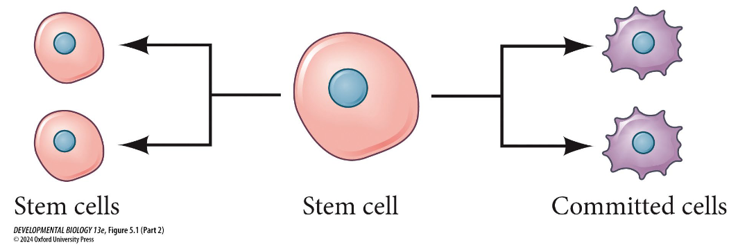 <ul><li><p>2 stem cells</p></li><li><p>2 committed cells</p></li></ul><p></p>
