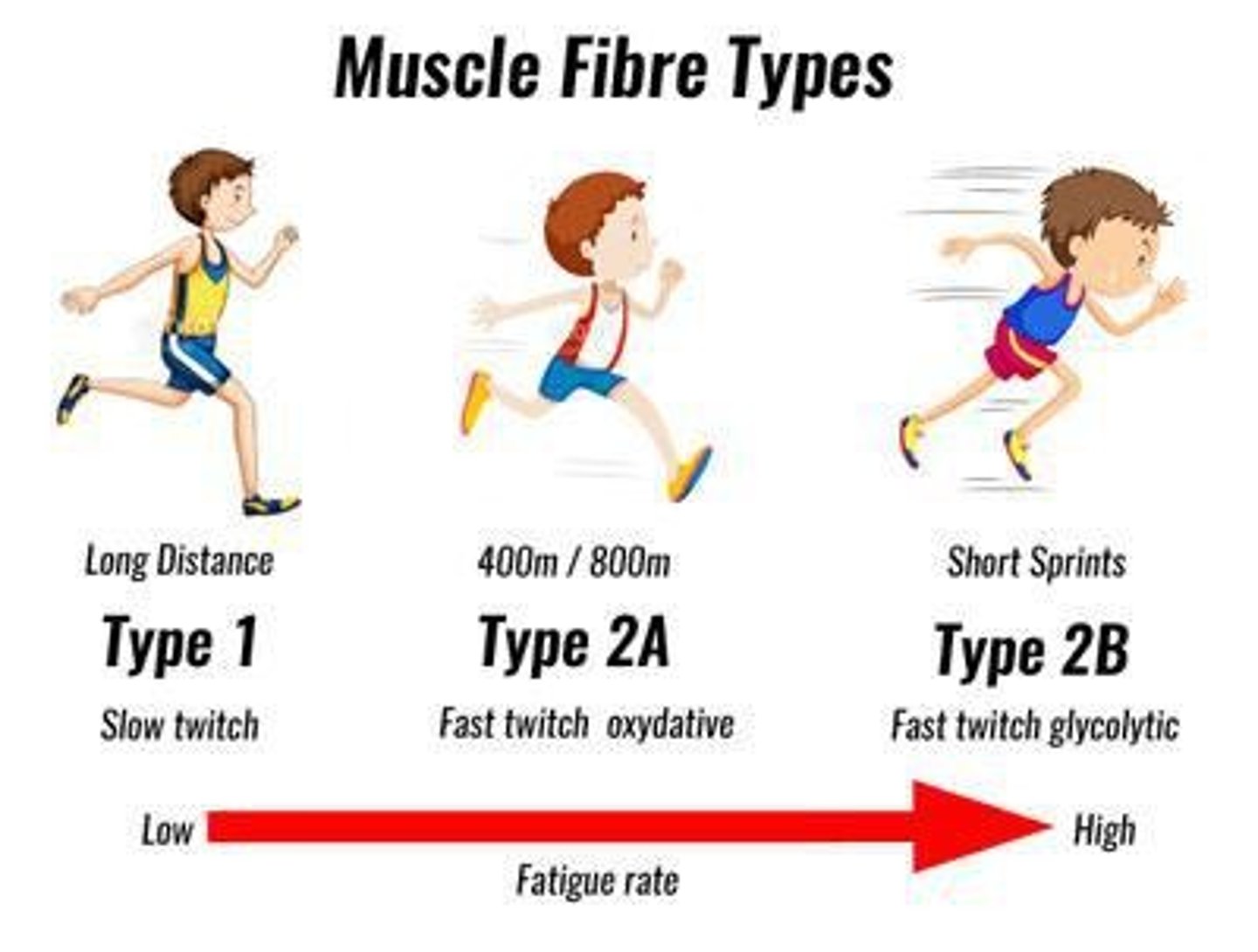 <p>Type I (slow twitch oxidative), Type II A (fast twitch oxidative glycolytic), and Type II B (fast twitch glycolytic).</p>