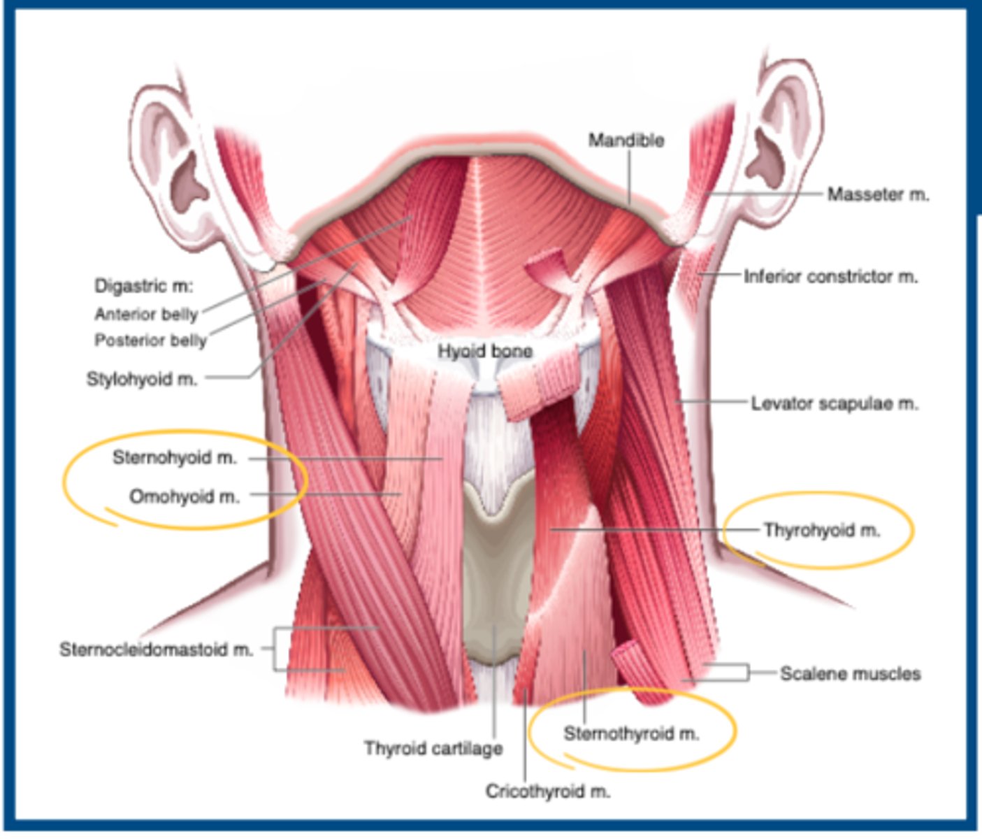 <p>Muscles from hyoid &amp; below DEPRESSES</p><p>Cranial Plexus</p><p>- Thyrohyoid : C1</p><p>- Sternohyoid : C1 - C3</p><p>- Sternothyroid: C1 - C3</p><p>- Omohyoid: C1 - C3</p>