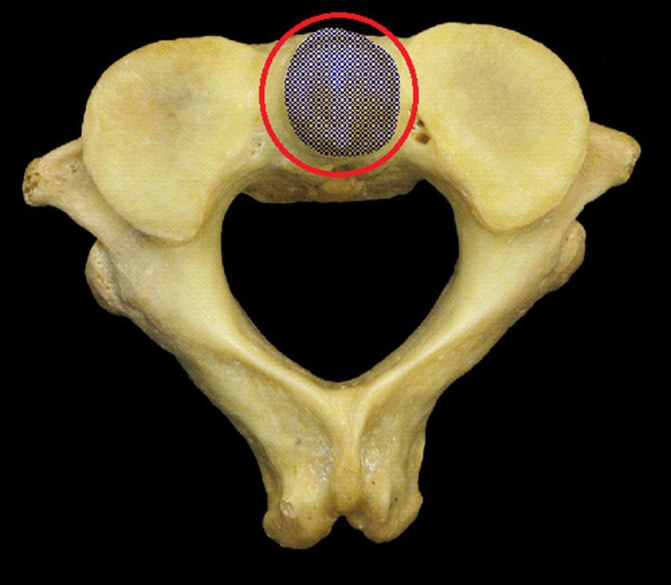 <p>just below dens</p>