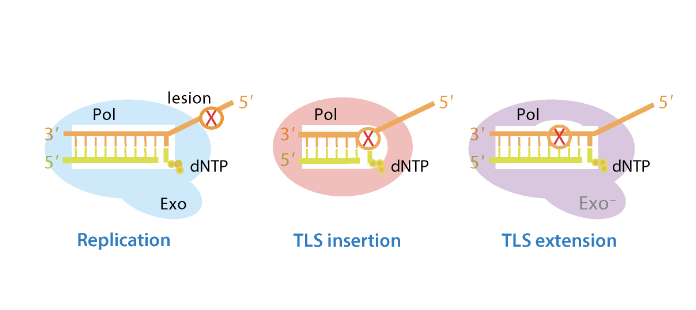 <ul><li><p>they are able to bypass the lesion using the damaged DNA as a template</p><ul><li><p>however, often use the incorrect based at position opposite the lesion (because they have a single strand they don’t know the opposite base)</p></li><li><p>do not have proofreading exonuclease activity</p><ul><li><p>hence they are error prone</p></li></ul></li></ul></li></ul><p></p>