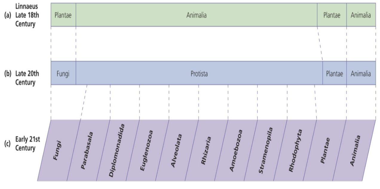 <ul><li><p>Earliest schemes based groups based upon structural similarities</p></li><li><p>Linnaeus – Plants and Animals</p></li><li><p>20th century – Fungi, Protista, Plants, Animals, (bacteria were Monerans)</p></li><li><p>21st century – Fungi, Parabasalids, Diplomonads, Euglenazoa, Avleolata, Rhizaria, Amoebozoa, \n Plants and Animals</p></li></ul>