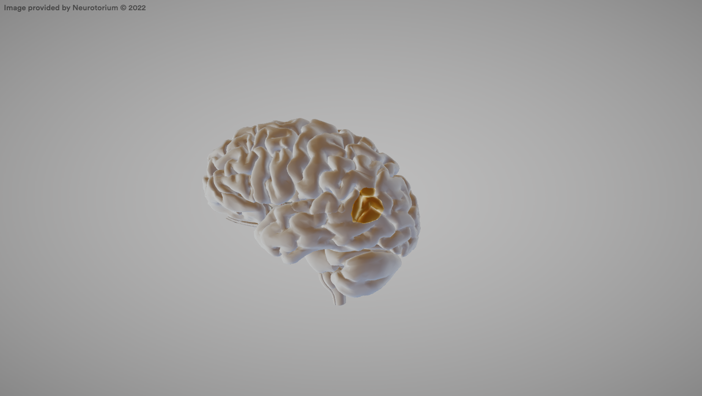 <p>Brain area associated with language comprehension.</p>