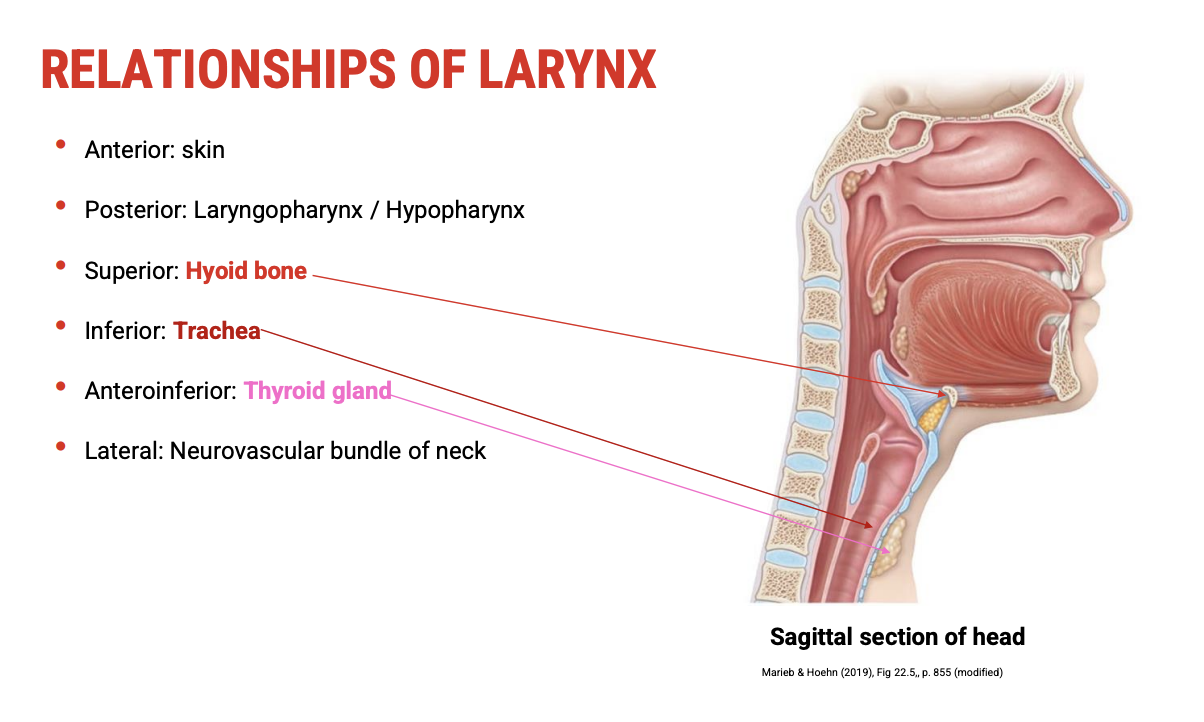 <p><span data-name="pushpin" data-type="emoji">📌</span><span><strong>&nbsp;Position Overview</strong></span></p><p>The larynx is centrally located in the anterior neck and is surrounded by several key anatomical structures:</p><p>&nbsp;</p><p><span data-name="arrows_counterclockwise" data-type="emoji">🔄</span><span><strong>&nbsp;Spatial Relationships</strong></span></p><ul><li><p><span><strong>Anterior (in front):</strong></span></p><ul><li><p><span><strong>Skin</strong></span></p></li><li><p><span><strong>Subcutaneous tissue</strong></span></p></li><li><p><span><strong>Strap muscles of the neck</strong>&nbsp;(e.g. infrahyoid muscles)</span></p></li></ul></li><li><p><span><strong>Posterior (behind):</strong></span></p><ul><li><p><span><strong>Laryngopharynx</strong>&nbsp;(also called the&nbsp;<strong>hypopharynx</strong>)</span></p><ul><li><p><span>Critical for swallowing; lies directly behind the larynx</span></p></li></ul></li></ul></li><li><p><span><strong>Superior (above):</strong></span></p><ul><li><p><span><strong>Hyoid bone</strong></span></p><ul><li><p><span>Suspends the larynx</span></p></li><li><p><span>Forms part of the upper boundary of the airway</span></p></li><li><p><span>Will be discussed in detail in a later section</span></p></li></ul></li></ul></li><li><p><span><strong>Inferior (below):</strong></span></p><ul><li><p><span><strong>Trachea</strong></span></p><ul><li><p><span>Continuation of the airway</span></p></li></ul></li><li><p><span><strong>Thyroid gland</strong></span></p><ul><li><p><span><strong>Lies anterior and lateral</strong>&nbsp;to the upper trachea and larynx</span></p></li><li><p><span>Important in relation to surgical procedures and voice changes</span></p></li></ul></li></ul></li><li><p><span><strong>Lateral (to each side):</strong></span></p><ul><li><p><span><strong>Major neurovascular bundles of the neck</strong>, including:</span></p><ul><li><p><span><strong>Common carotid artery</strong></span></p></li><li><p><span><strong>Internal jugular vein</strong></span></p></li><li><p><span><strong>Vagus nerve (CN X)</strong>&nbsp;— crucial for&nbsp;<strong>laryngeal innervation</strong></span></p></li></ul></li></ul></li></ul><p>&nbsp;</p><p><span data-name="round_pushpin" data-type="emoji">📍</span><span><strong>&nbsp;Relevance to Robert</strong></span></p><ul><li><p><span>These relationships are important when considering&nbsp;<strong>causes of voice issues</strong>, such as:</span></p><ul><li><p><span><strong>Compression</strong>, inflammation, or pathology involving adjacent structures (e.g. thyroid gland)</span></p></li><li><p><span><strong>Nerve involvement</strong>, especially recurrent laryngeal or superior laryngeal nerve damage</span></p></li></ul></li></ul><p></p>