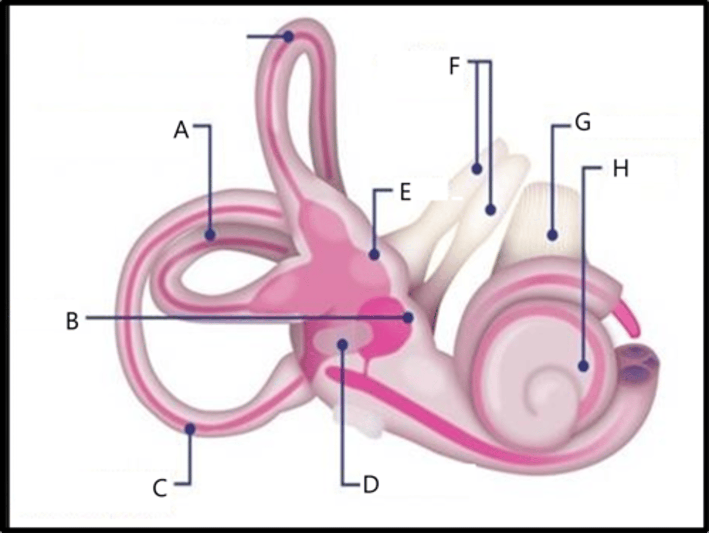 <p>Inner Ear: Identify A, B, C, and D.</p>