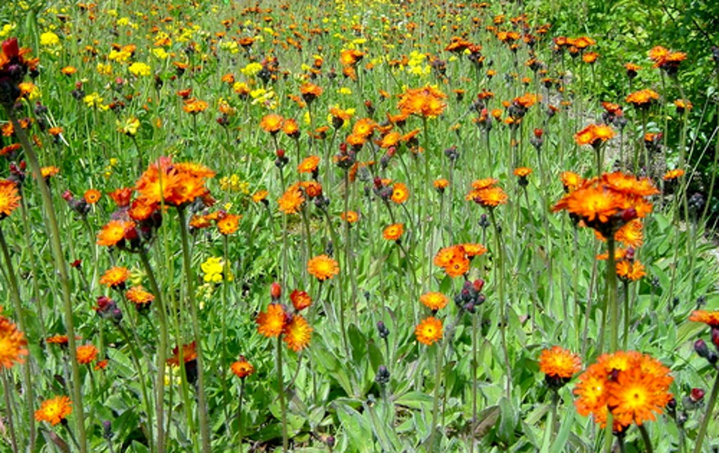 <ul><li><p>very hairy</p></li><li><p>basal ovate leaves</p></li><li><p>one flower stalk</p></li></ul><p>Species</p>