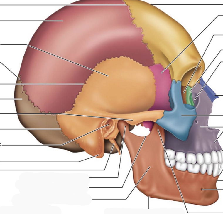 <p>Where in the picture is the zygomatic process of squamous part of the temporal bone?</p>