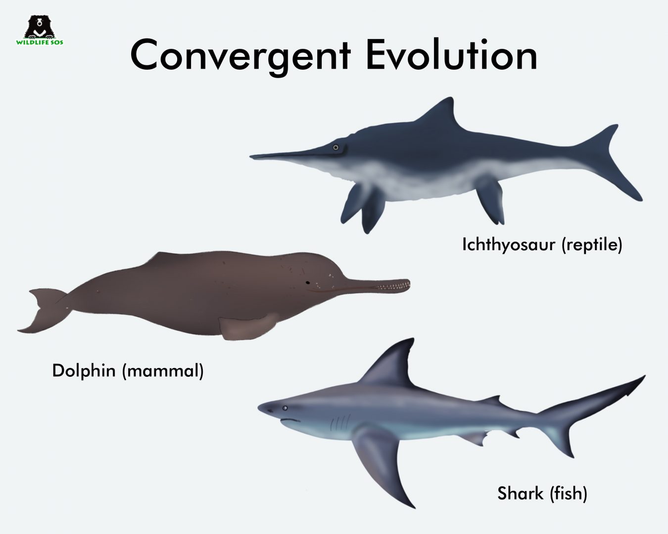 <p>convergent evolution</p>