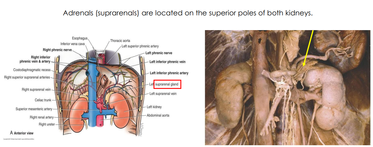 <p>Adrenal Glands DIAGRAM</p>