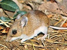 <p>Mammalia, Rodentia, Cricetidae</p><p></p>