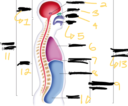 <p>Body cavities 1, 2, 3, 4, and 5</p>
