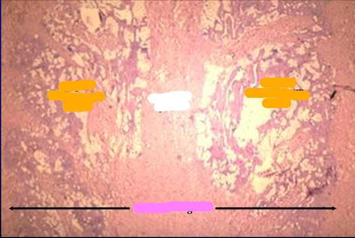 <p>Identify the structure:</p><p>Specie:</p><p>Orange:</p><p>White:</p><p>Pink:</p>