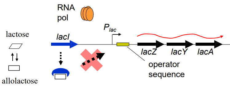 <p>What happens to the expression of the <strong>lacZ </strong>operon in the presence of <strong>high </strong>levels of lactose? (slide 9)</p>