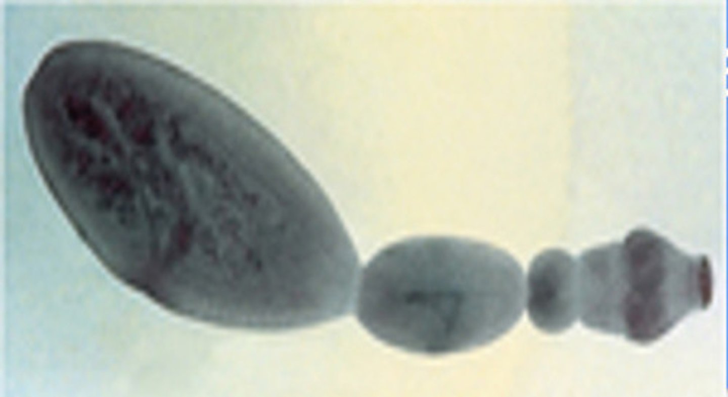 term image