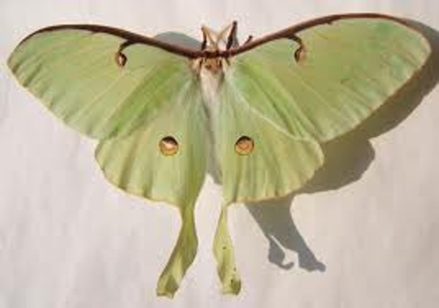 <p>Giant Silk moths</p>