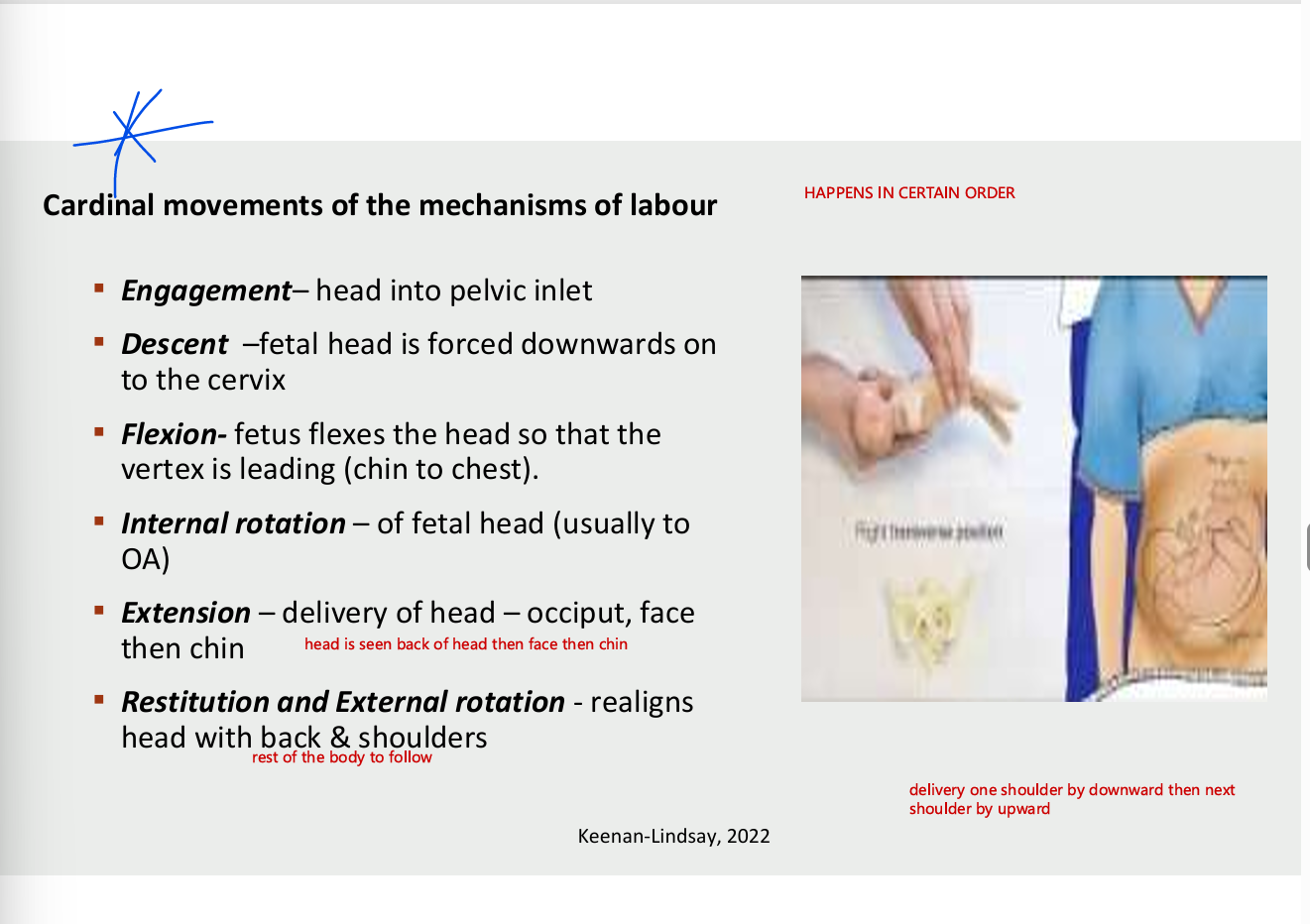 <ul><li><p>engagement - head into pelvic inlet</p></li><li><p>descent - fetal head is forced downwards on to the cervic</p></li><li><p>flexion - fetus flexes the ehad so that the vertex is leading (chin to chest)</p></li><li><p>internal rotation - of fetal head (usually to OA)</p></li><li><p>extension - delivery of head - occiput face then chin</p></li><li><p>restitution and external rotation - realigns head wtih back and shouldersS</p></li></ul><p></p>